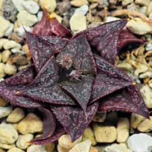 Haworthia Unknown Splendens K043 - 10