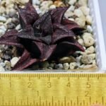Haworthia Unknown Splendens K022 - 1