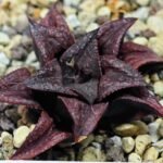Haworthia Unknown Splendens K022 - 2