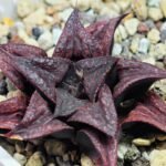 Haworthia Unknown Splendens K022 - 3