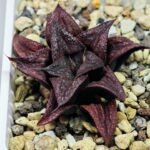 Haworthia Unknown Splendens K022 - 4