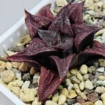 Haworthia Unknown Splendens K022 - 5