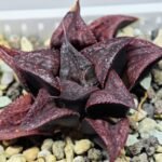 Haworthia Unknown Splendens K022 - 6