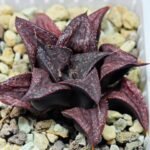 Haworthia Unknown Splendens K022 - 7