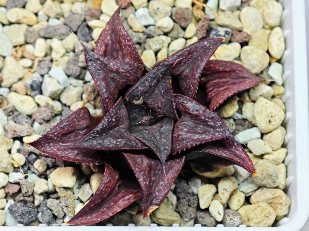 Haworthia Unknown Splendens K022 - 8