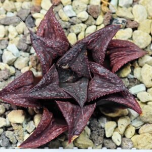 Haworthia Unknown Splendens K022 - 8
