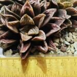 Haworthia Injabulo ‘Delight’ (H. Ginsekai x H. truncata) - 7