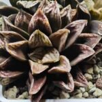 Haworthia Injabulo ‘Delight’ (H. Ginsekai x H. truncata) - 8