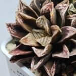 Haworthia Injabulo ‘Delight’ (H. Ginsekai x H. truncata) - 9
