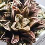 Haworthia Injabulo ‘Delight’ (H. Ginsekai x H. truncata) - 10