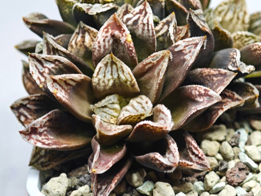 Home 4 Haworthia Injabulo ‘Delight’ (H. Ginsekai x H. truncata) - 11
