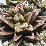 Haworthia Injabulo ‘Delight’ (H. Ginsekai x H. truncata) - 11
