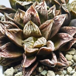 Haworthia Injabulo ‘Delight’ (H. Ginsekai x H. truncata) - 11