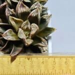 Haworthia Injabulo ‘Delight’ (H. Ginsekai x H. truncata) - 8