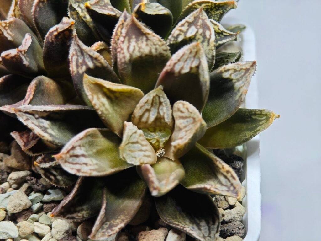 Home 3 Haworthia Injabulo ‘Delight’ (H. Ginsekai x H. truncata) - 9