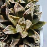 Haworthia Injabulo ‘Delight’ (H. Ginsekai x H. truncata) - 9