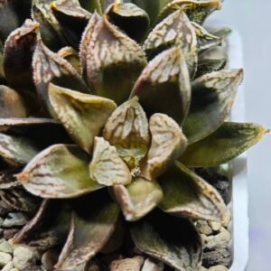 Haworthia Injabulo ‘Delight’ (H. Ginsekai x H. truncata) - 9