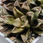Haworthia Injabulo ‘Delight’ (H. Ginsekai x H. truncata) - 10