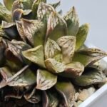 Haworthia Injabulo ‘Delight’ (H. Ginsekai x H. truncata) - 11