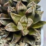 Haworthia Injabulo ‘Delight’ (H. Ginsekai x H. truncata) - 12