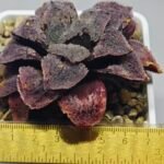 Haworthia Guajigusuku (味 城) - 11