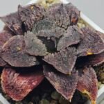 Haworthia Guajigusuku (味 城) - 13