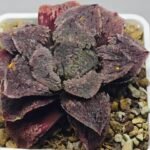 Haworthia Guajigusuku (味 城) - 16