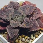 Haworthia Guajigusuku (味 城) - 17