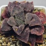 Haworthia Guajigusuku (味 城) - 18