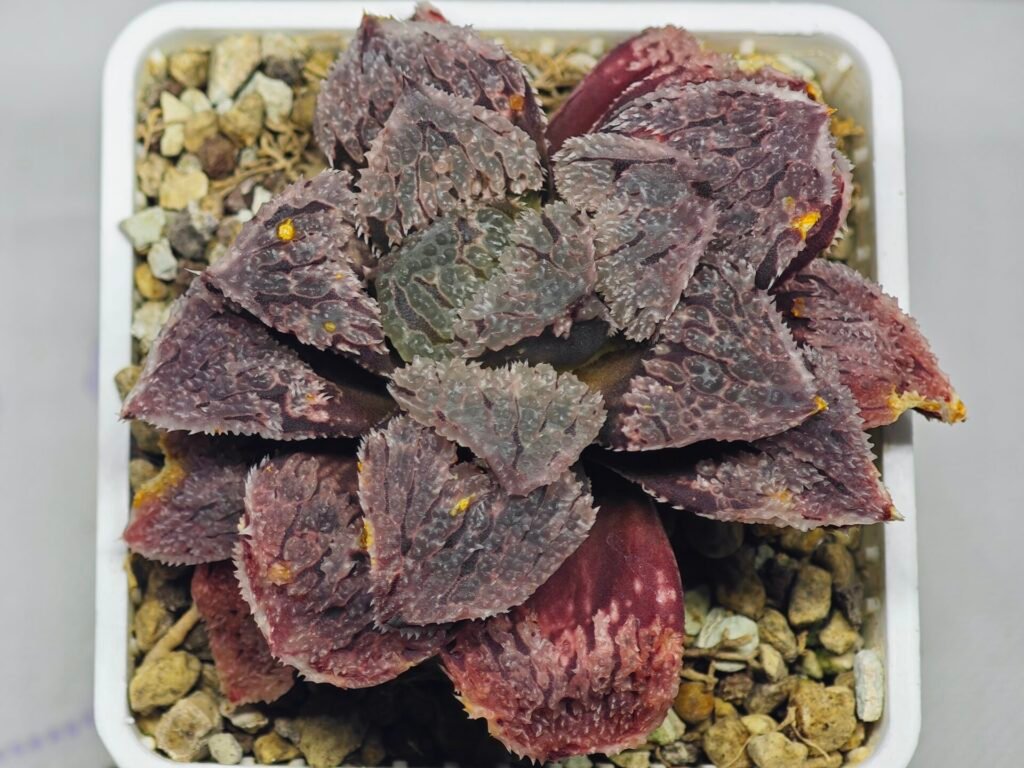 Haworthia Guajigusuku (味 城) - 20