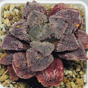 Haworthia Guajigusuku (味 城) - 20