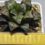 Haworthia ‘Black Rain’ [ブラック・レイン] x ‘Silver Wolf’ seedling - 10