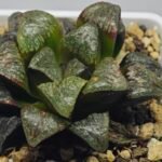 Haworthia ‘Black Rain’ [ブラック・レイン] x ‘Silver Wolf’ seedling - 11