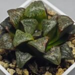 Haworthia ‘Black Rain’ [ブラック・レイン] x ‘Silver Wolf’ seedling - 12