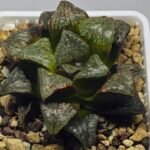 Haworthia ‘Black Rain’ [ブラック・レイン] x ‘Silver Wolf’ seedling - 13