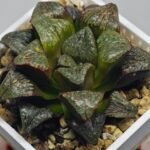 Haworthia ‘Black Rain’ [ブラック・レイン] x ‘Silver Wolf’ seedling - 14