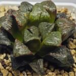 Haworthia ‘Black Rain’ [ブラック・レイン] x ‘Silver Wolf’ seedling - 15