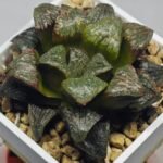 Haworthia ‘Black Rain’ [ブラック・レイン] x ‘Silver Wolf’ seedling - 16