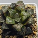 Haworthia ‘Black Rain’ [ブラック・レイン] x ‘Silver Wolf’ seedling - 17