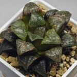 Haworthia ‘Black Rain’ [ブラック・レイン] x ‘Silver Wolf’ seedling - 18