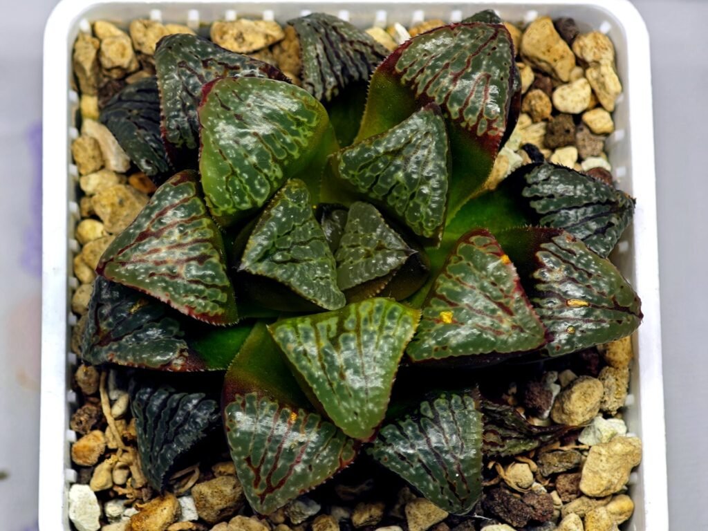 Haworthia ‘Black Rain’ [ブラック・レイン] x ‘Silver Wolf’ seedling - 19