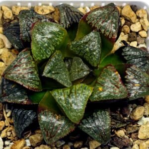 Haworthia ‘Black Rain’ [ブラック・レイン] x ‘Silver Wolf’ seedling - 19