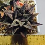 Haworthia Black Knight Hybrid - 9