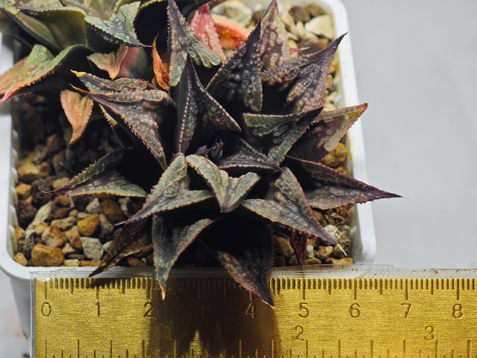 Haworthia Black Knight Hybrid - 9