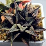 Haworthia Black Knight Hybrid - 10