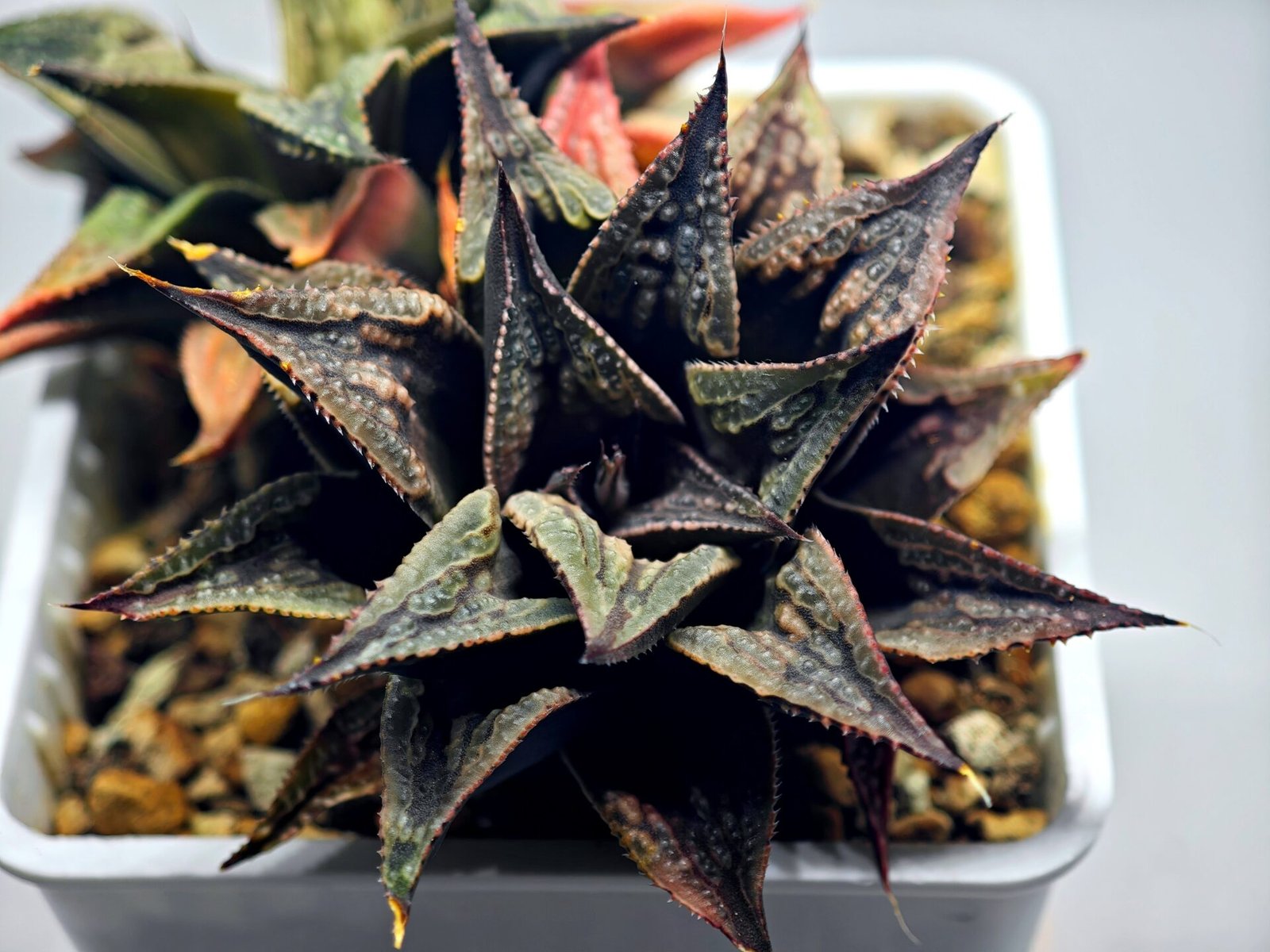 Haworthia Black Knight Hybrid - 10
