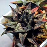 Haworthia Black Knight Hybrid - 11