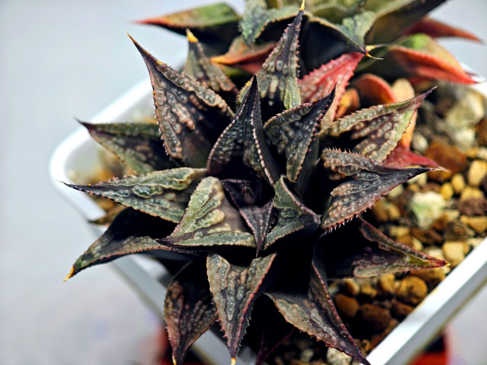 Haworthia Black Knight Hybrid - 11