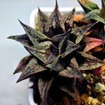 Haworthia Black Knight Hybrid - 12
