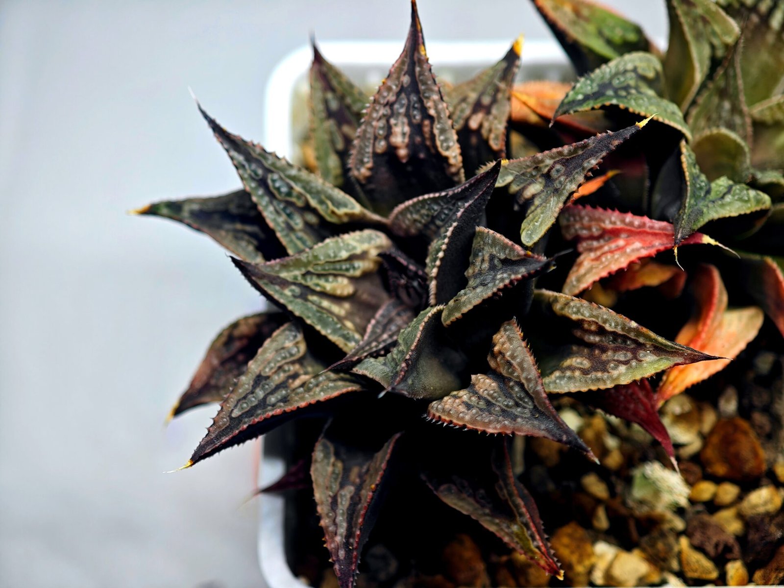 Haworthia Black Knight Hybrid - 12